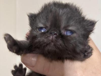 Beautiful Solid Black Female Persian - Persian - Gallery Photo #1