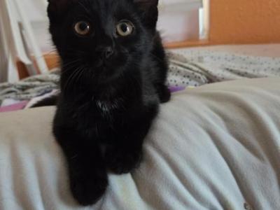 Persephone And Tamlyn - American Shorthair - Gallery Photo #1