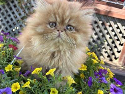Persian Purebred - Persian - Gallery Photo #1