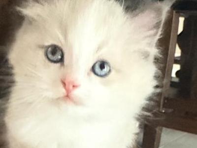 Ragdoll Kitten - Ragdoll - Gallery Photo #1