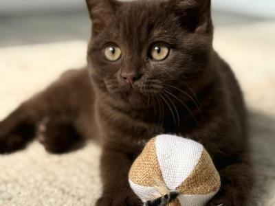 Thorn - British Shorthair - Gallery Photo #1