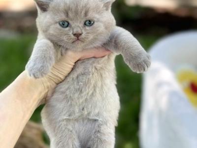 Loki - British Shorthair - Gallery Photo #1