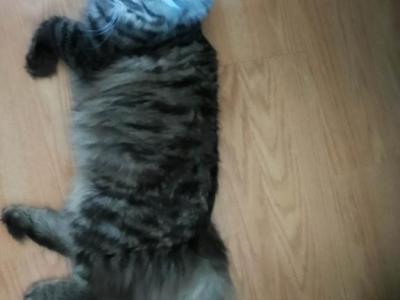 Lil Guy - Persian - Gallery Photo #1