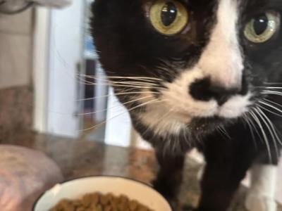 Cookie - Domestic - Gallery Photo #1