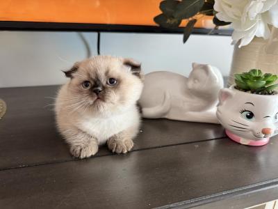 Snowy - Scottish Fold - Gallery Photo #1