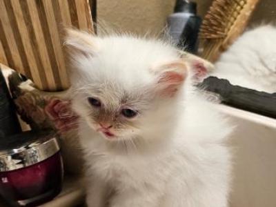 Winter And Her Kittens - Persian - Gallery Photo #1