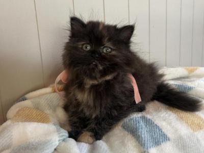 Coco Doll Face Torti - Persian - Gallery Photo #1