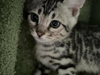 Beautiful Silver Male - Bengal - Gallery Photo #1