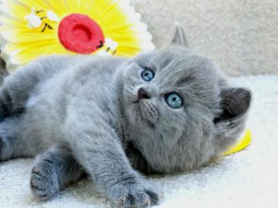 Whisper - British Shorthair - Gallery Photo #1