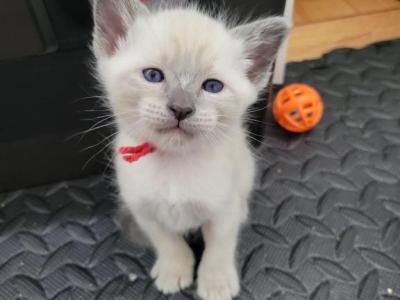 Blue Point Boy - Siamese - Gallery Photo #1