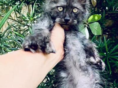 Maine Coon Boy  Black Smoke Polydactyl - Maine Coon - Gallery Photo #1
