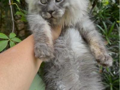 Absolutely Adorable Maine Coon Boy - Maine Coon - Gallery Photo #1