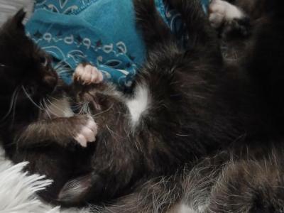 8 Kittens - Domestic - Gallery Photo #1