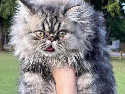 Charlie And Sasha - Persian - Gallery Photo #1