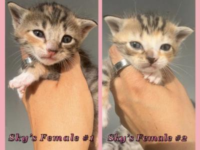 Female Kittens - Domestic - Gallery Photo #1