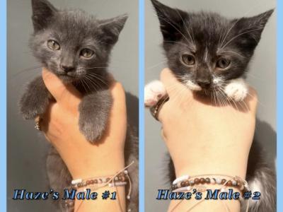Half Siamese Male Kittens - Domestic - Gallery Photo #1