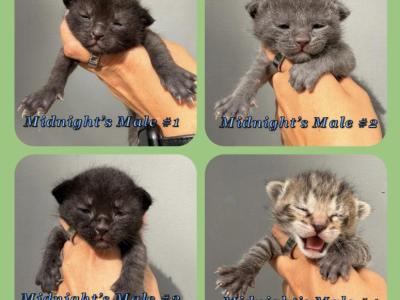 Male Kittens - Domestic - Gallery Photo #1