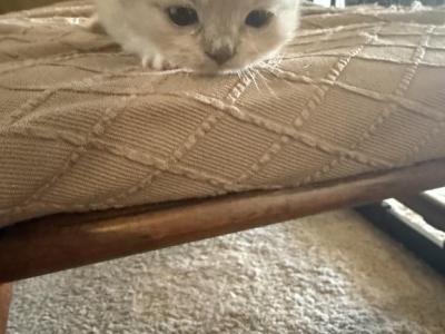 Astra - Ragdoll - Gallery Photo #1