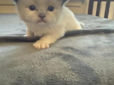 Kira - Ragdoll - Gallery Photo #1