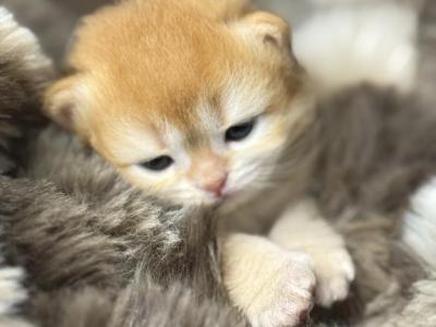 Hazel - British Shorthair - Gallery Photo #1