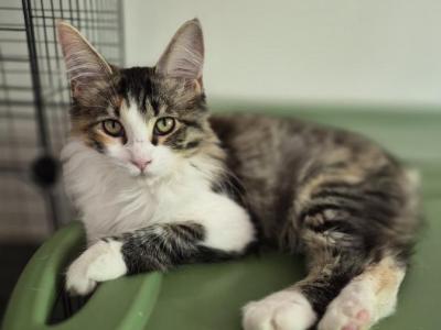Tessa - Maine Coon - Gallery Photo #1