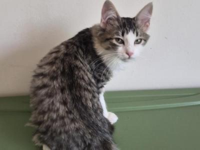 Mickie - American Bobtail - Gallery Photo #1
