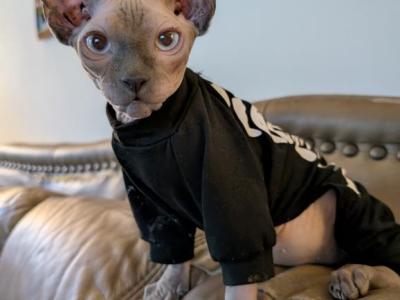 Phoenix - Sphynx - Gallery Photo #1