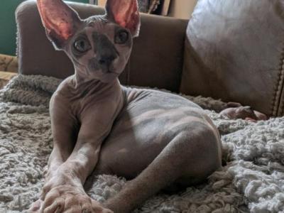 Atlas - Sphynx - Gallery Photo #1