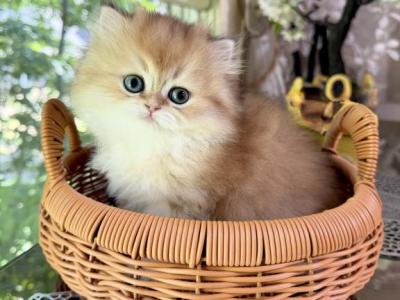 Brenda - British Shorthair - Gallery Photo #1