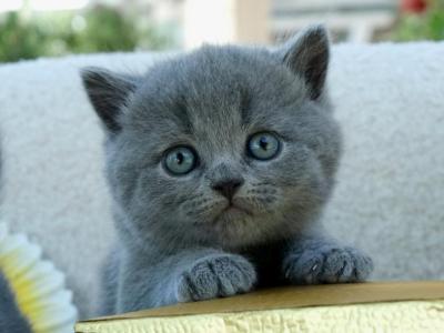 Ash - British Shorthair - Gallery Photo #1