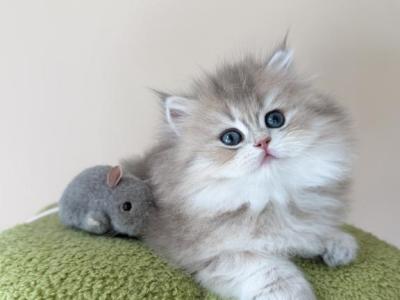 Betty - British Shorthair - Gallery Photo #1