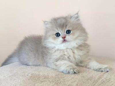 Baron - British Shorthair - Gallery Photo #1