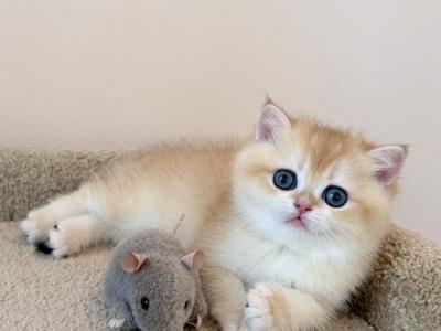 Boris - British Shorthair - Gallery Photo #1