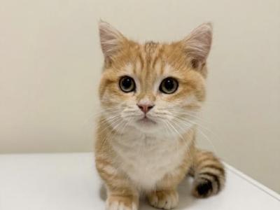 Huahua - Munchkin - Gallery Photo #1