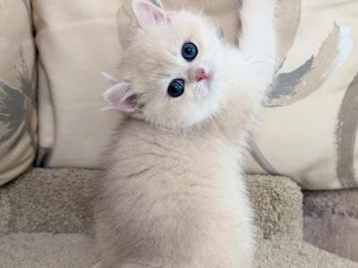 Butter - British Shorthair - Gallery Photo #1