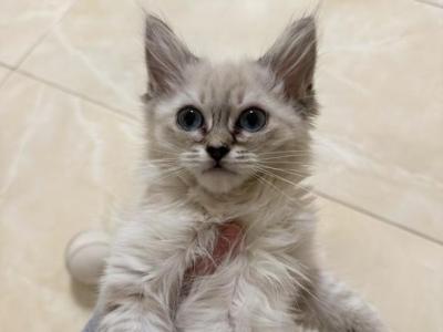 Rue - Ragdoll - Gallery Photo #1