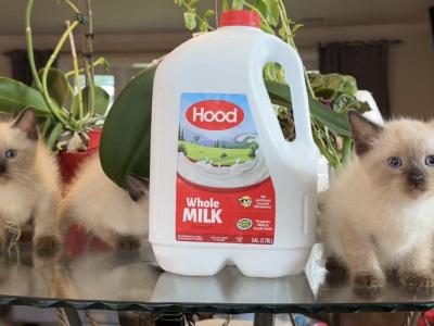 Siamese Kittens - Siamese - Gallery Photo #1