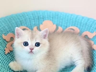 Brandon - British Shorthair - Gallery Photo #1
