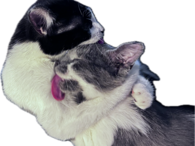 Pepper And Piper - Domestic - Gallery Photo #1