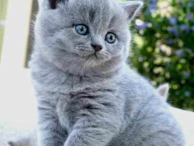 Silvie - British Shorthair - Gallery Photo #1