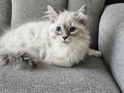 Siberian Nevas Kittens - Siberian - Gallery Photo #1