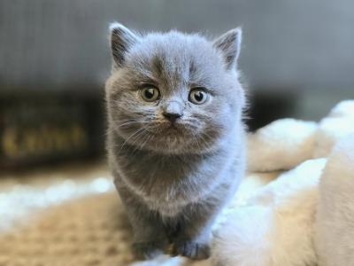 Misty - British Shorthair - Gallery Photo #1
