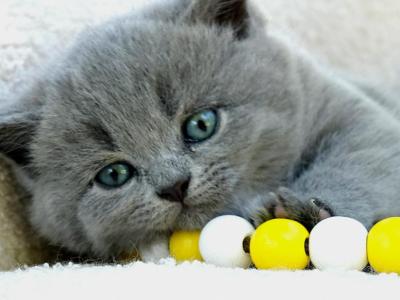 Misty - British Shorthair - Gallery Photo #1