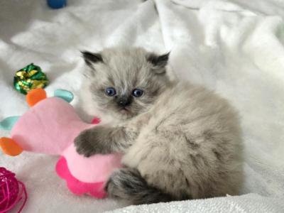 Himalayan Kittens - Himalayan - Gallery Photo #1
