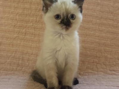 Lucy - Siamese - Gallery Photo #1