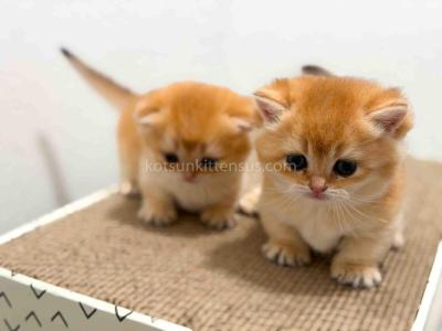 HTX Cupcake Golden Scottish Kilt Munchkin Fold - Munchkin - Gallery Photo #1