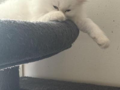 None - Persian - Gallery Photo #1