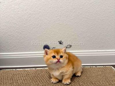 HTX Cookie Chunky Munchkin Golden Shaded Short Leg - Munchkin - Gallery Photo #1