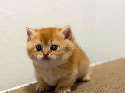 HTX Cookie Chunky Munchkin Golden Shaded Short Leg - Munchkin - Gallery Photo #1
