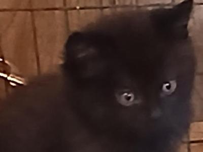 Pbc - Ragdoll - Gallery Photo #1